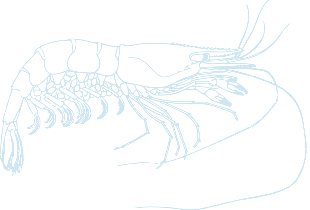 langostino_azcl